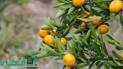 مشروع تصدير البرتقال إلى دول العالم بالخطوات