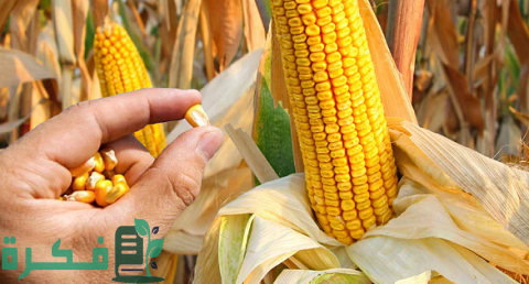 مشروع زراعة الذرة بالتفصيل