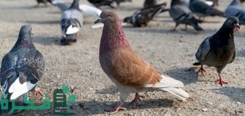 معلومات عن تربية الحمام في المنزل