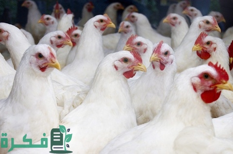 وقت تغيير العلف للفراخ البيضاء وأنواعه