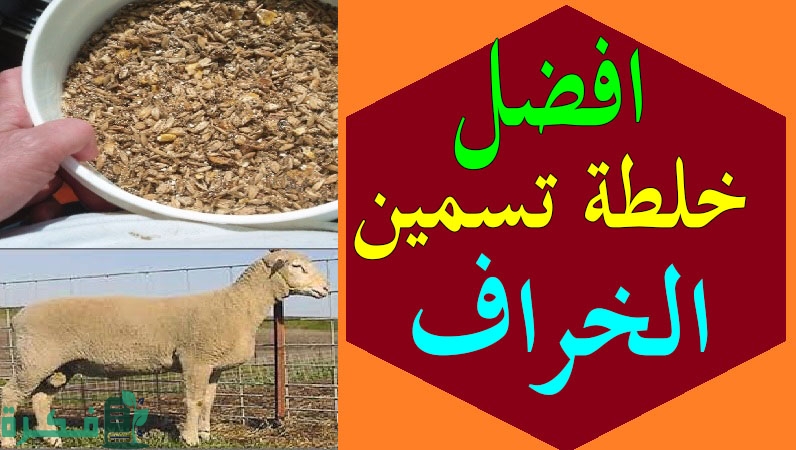 D8AED984D8B7D8A9D8AAD8B3D985D98AD986D8A7D984D8AED8B1D8A7D981