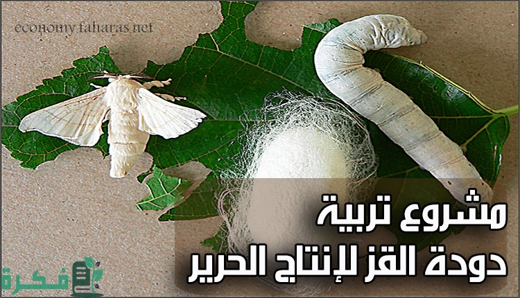 Silkworm breeding project for silk production
