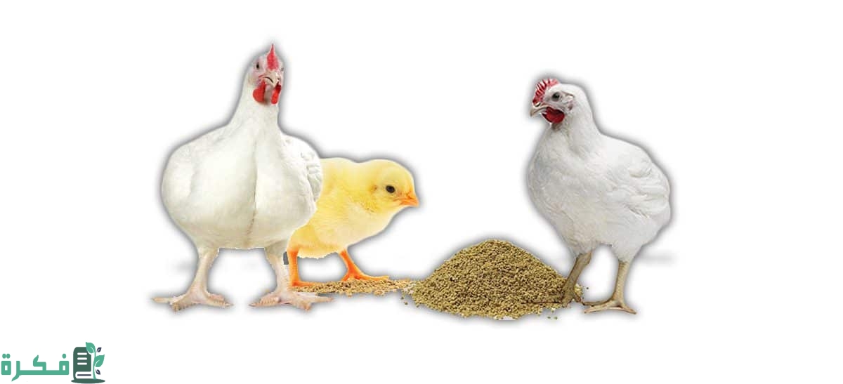 كيفية تربية الدواجن ووقايتها من الأمراض وأهم الأعلاف اللازمة للتربية