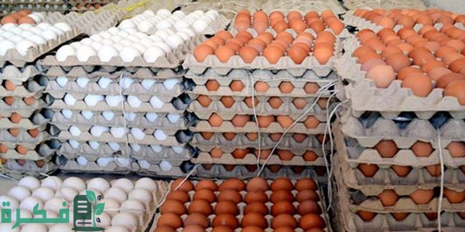 تكلفة خط إنتاج أطباق البيض الكرتون