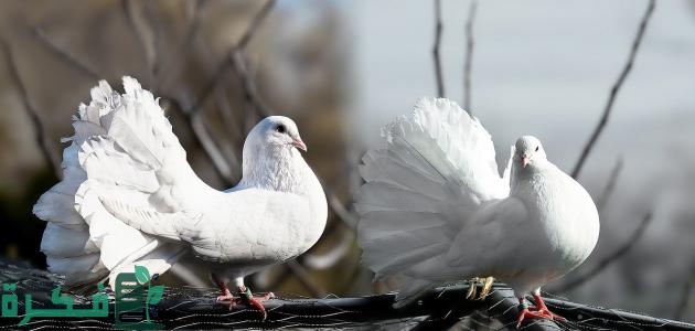 أحسن أنواع الحمام في العالم