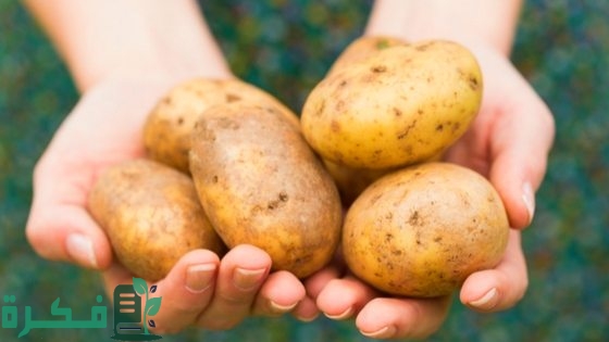 أعفان البطاطس