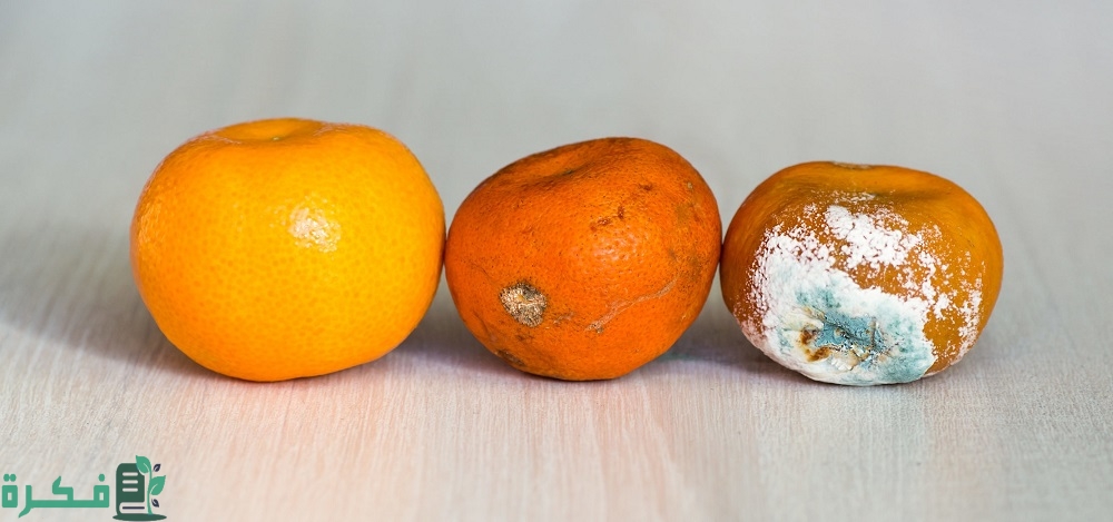 أعفان الثمار