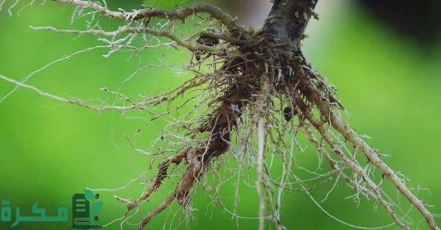 أعفان الجذور