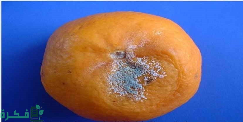 أعفان ثمار الموالح 2 أعفان ثمار الموالح