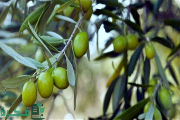 أفضل سماد شجرة الزيتون