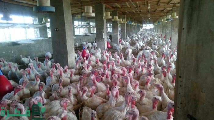 أماكن بيع الديك الرومي في مصر