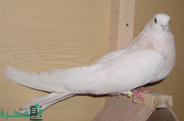 أنواع الحمام المصري