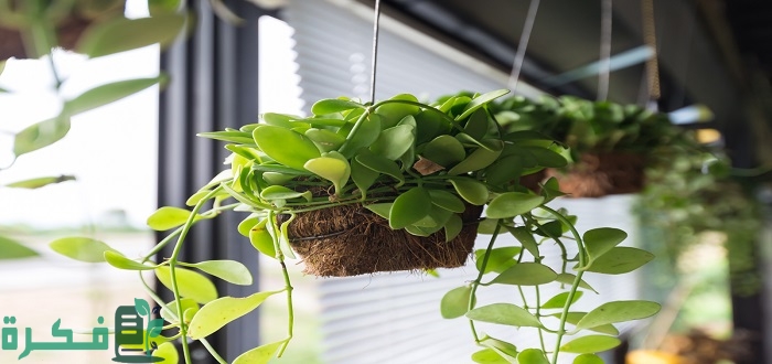 أنواع النباتات التي تتحول إلى منتجات صناعية