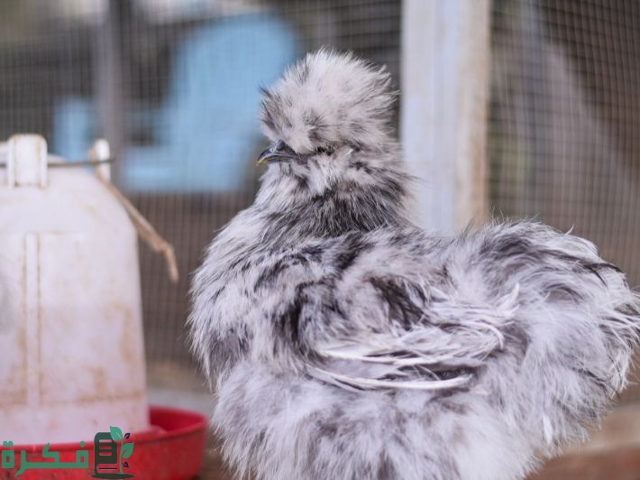 أنواع دجاج الزينة