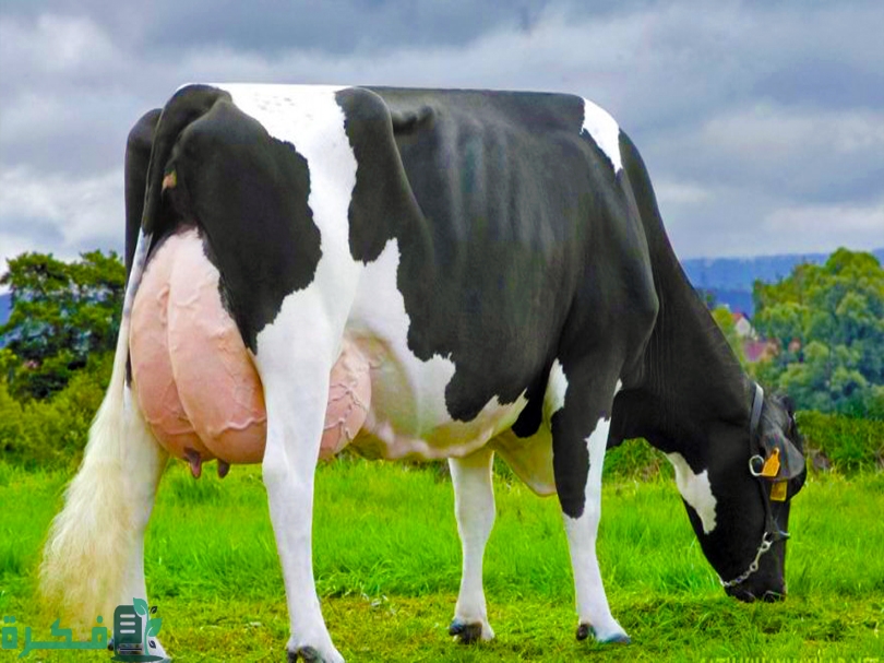 إنتاج أبقار الهولشتاين من اللبن