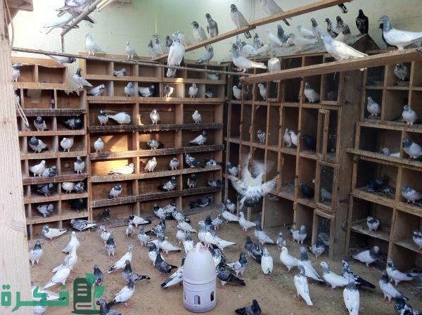 اضرار ومخاطر تربية الحمام في المنزل