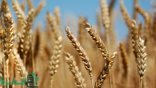 افضل انواع القمح في مصر