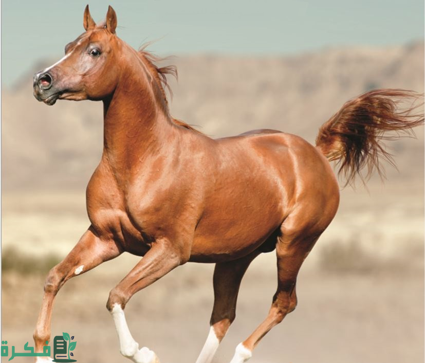 أنواع الخيول وأسمائها بالصور