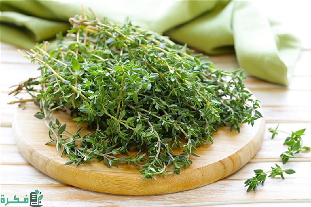 أنواع الزعتر