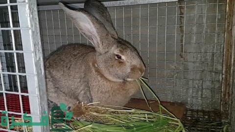 تربية الأرانب في الأقفاص