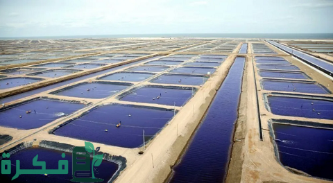 تربية الأسماك في أحواض إسمنتية