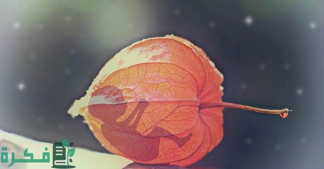 ما هي الفواكه الممنوعة بعد ترجيع الأجنة 3 ترجيع الاجنة 2003070126170762