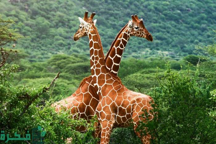 تصنف المخلوقات الحية إلى ست ممالك