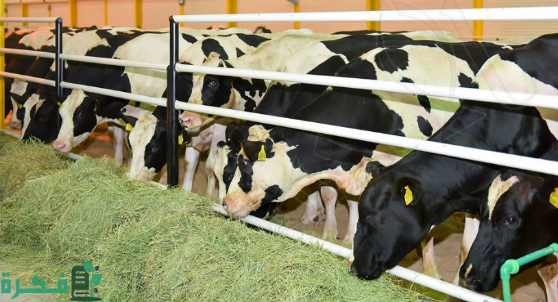 تكاليف إنشاء مزرعة تسمين العجول