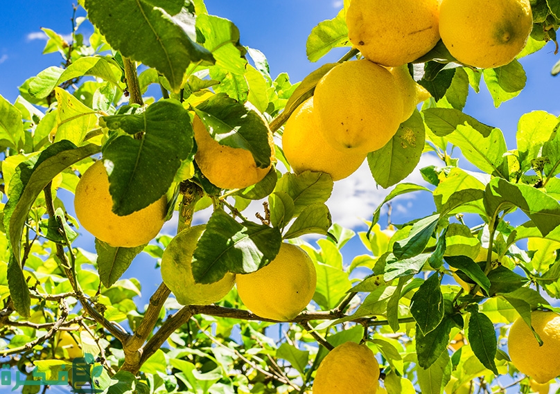 دراسة جدوى زراعة فدان ليمون