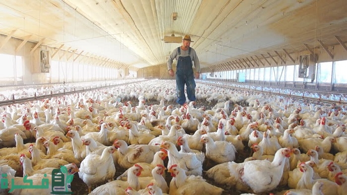 دراسة جدوى مشروع تربية الدجاج اللاحم