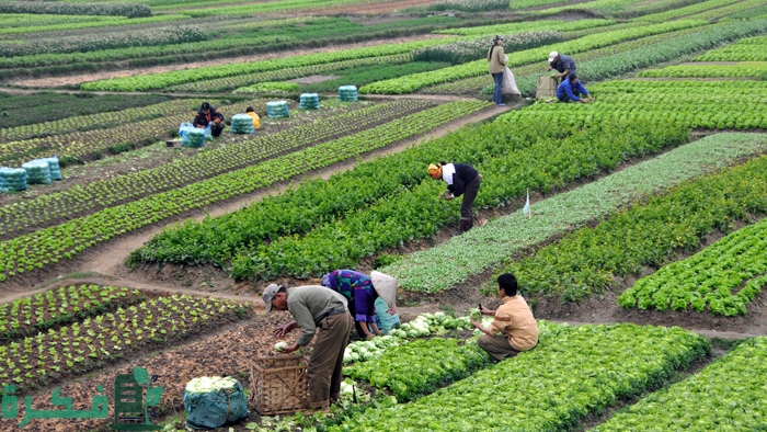 دراسة جدوى مشروع مزرعة خضار ; 6 نصائح تسويقية 4 دراسة جدوى مشروع مزرعة خضار