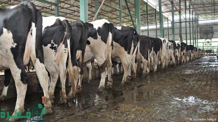 روث الحيوانات