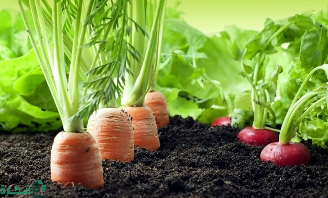 خطوات زراعة الخضروات في حديقة المنزل 3 زراعة الخضروات في حديقة المنزل