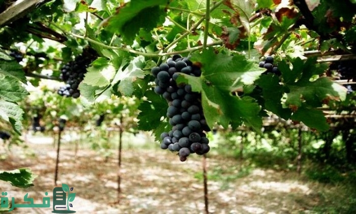 زراعة العنب في الأراضي الصحراوية