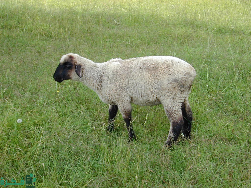 علاج للديدان عند الغنم