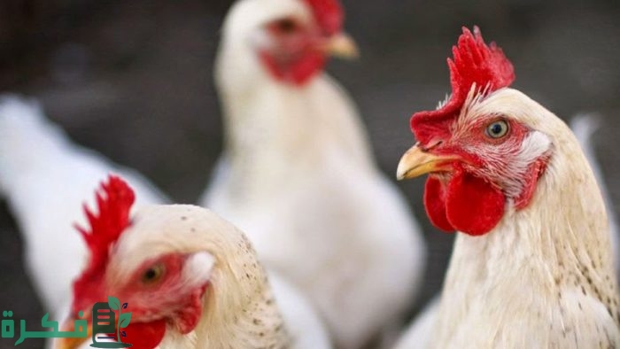 أهم 8 فوائد السكر للدواجن 5 فوائد السكر للدواجن