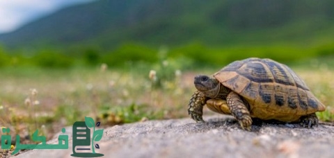كيفية تربية السلاحف البرية بالمنزل