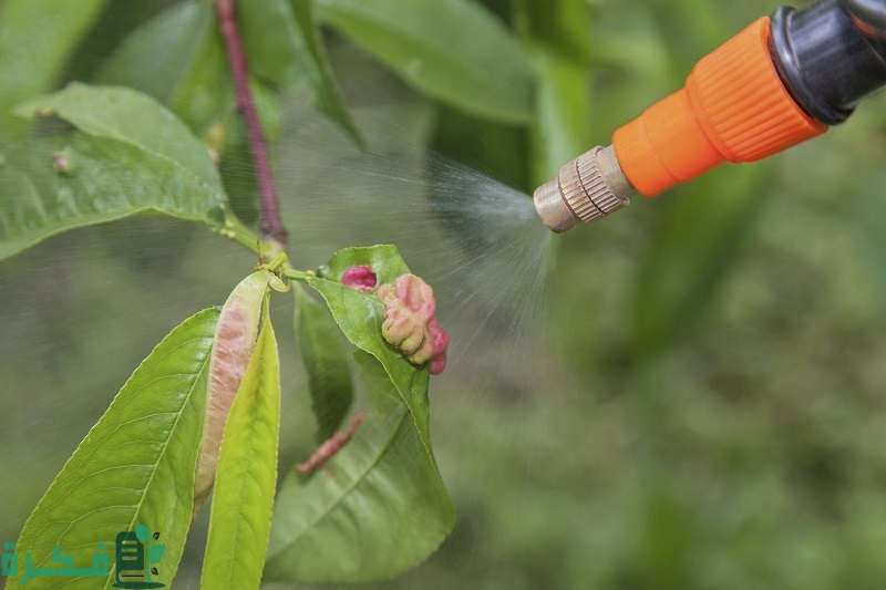 كيفية رش الزيوت المعدنية ومتى ونصائح يجب تجنبها