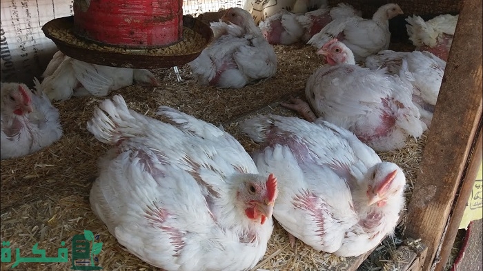 شرح خطوات فتح شهية الفراخ البيضاء 4 كيفية فتح شهية الفراخ البيضاء