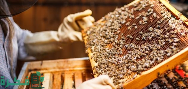 طريقة تربية النحل وإنتاج العسل للمبتدئين