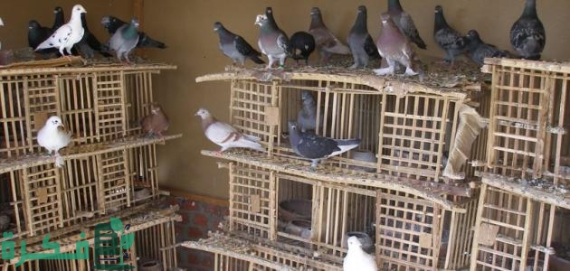 مشروع تربية الحمام البلدي في المنزل