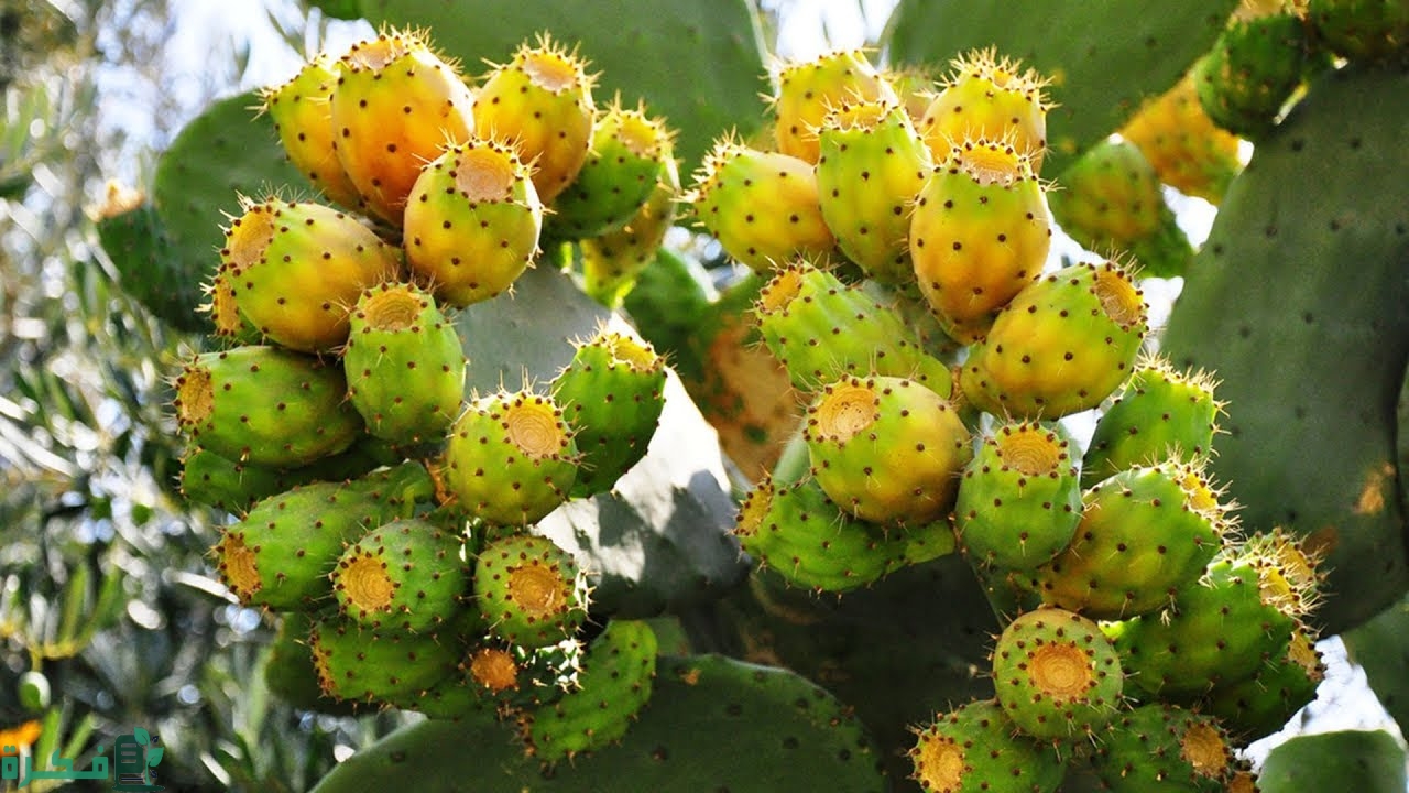 مشروع زراعة التين الشوكي في مصر