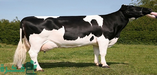 معلومات عن أبقار الهولشتاين وأسعارها