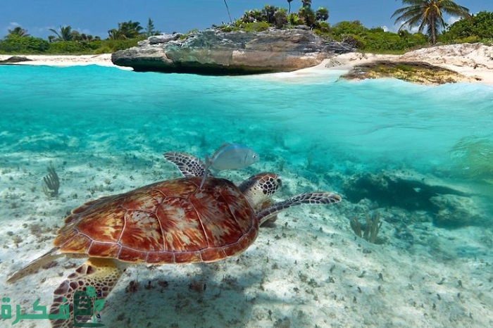 موضوع تعبير عن البحر الأحمر