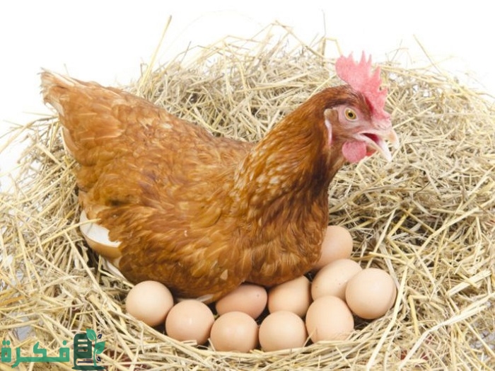 هل الدجاج البلدي يبيض كل يوم