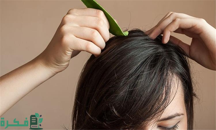 5 وصفات لتطويل الشعر وتنعيمه بالصبار 3 2b844909 65ab 4f74 9b6e 32da0e3fc203