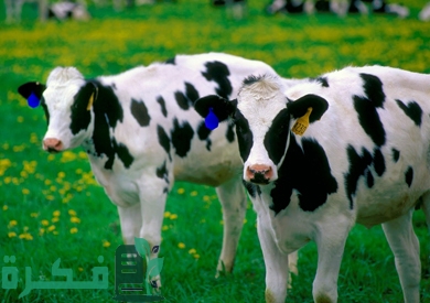 دراسة جدوى حظيرة مواشى