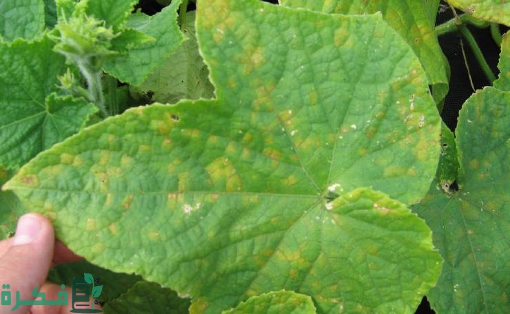 أفضل مبيد فطري للبياض الزغبي