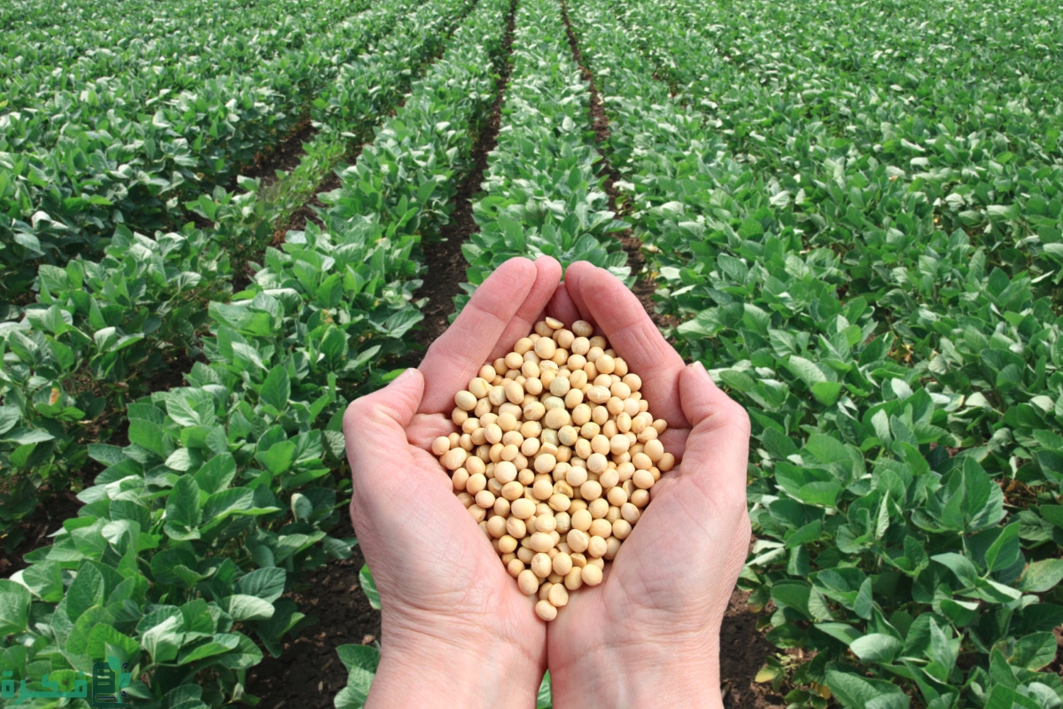 أهمية الزراعة في الوطن العربي