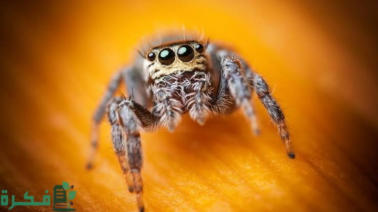 هل وجود العناكب في المنزل يدل على الحسد 2 1C9828AE 43CF 42D3 BEE9 178FB8340068